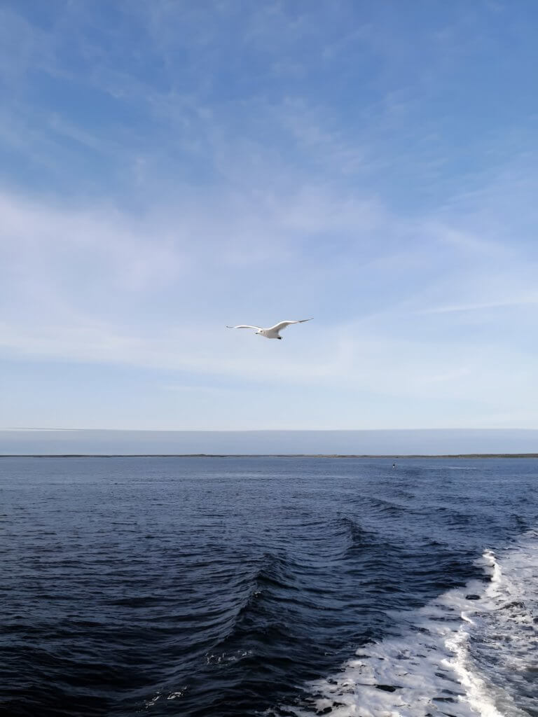 Чайки по дороге на катере Соловецкие острова